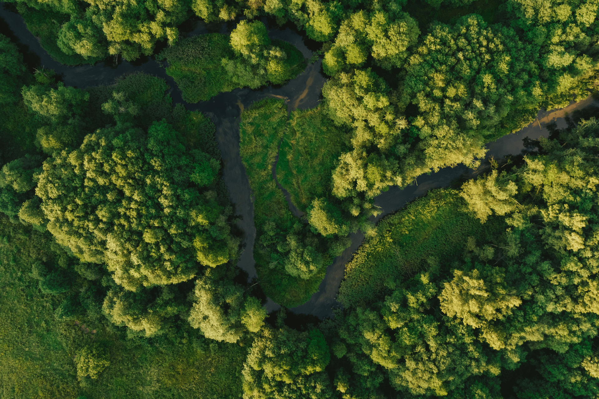 Aerial view of a waterway winding through a dense green forest